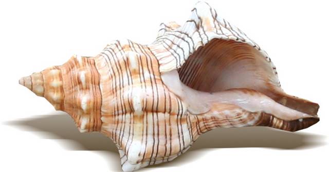 海螺实物设计元素