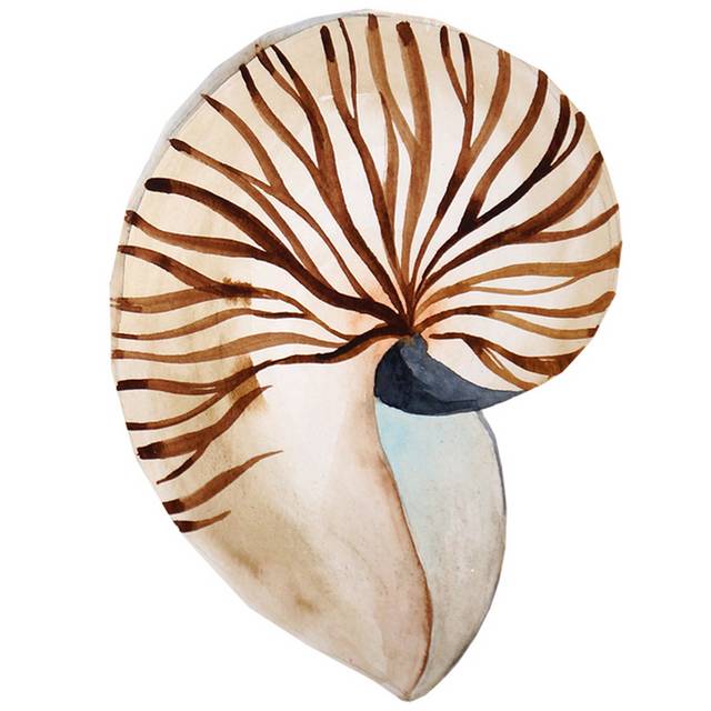 花纹海螺设计素材