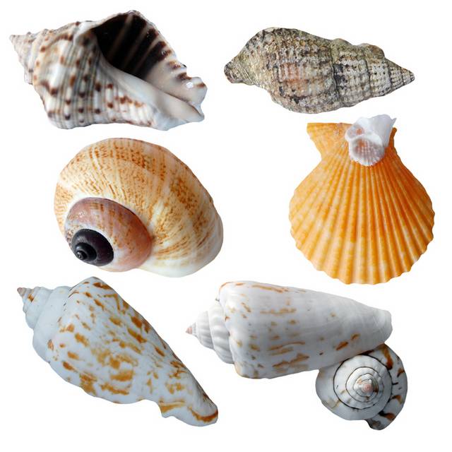 海螺贝壳实物素材