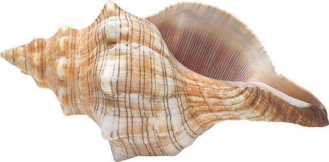 海螺实物设计素材