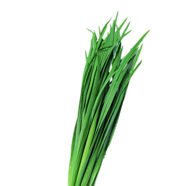 绿色韭菜素材