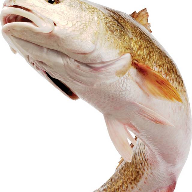 鲈鱼