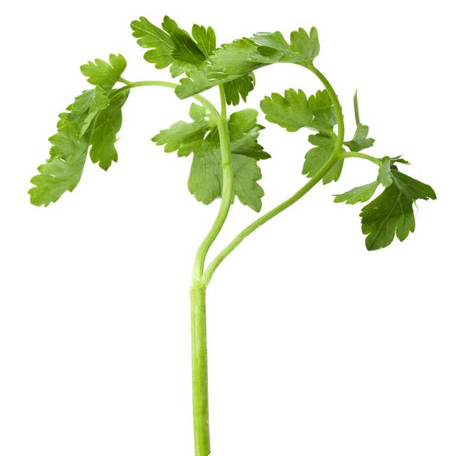 一棵芹菜