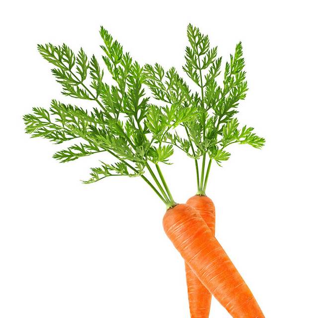 胡萝卜有机食物