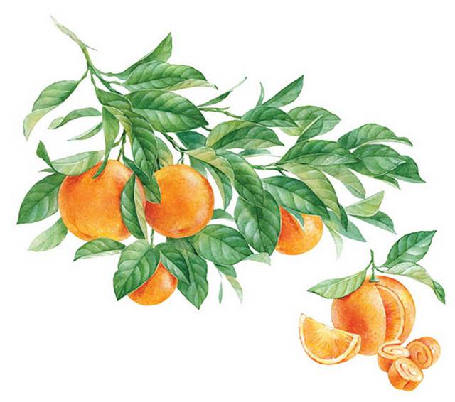 橘子插画素材