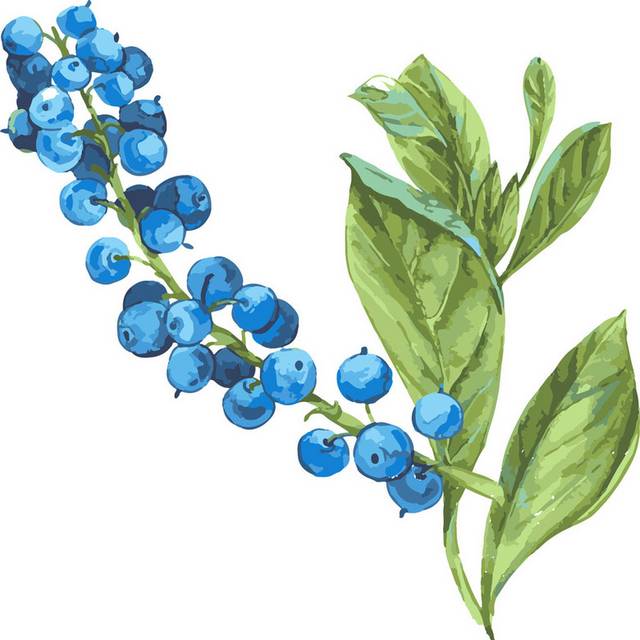 手绘蓝莓元素