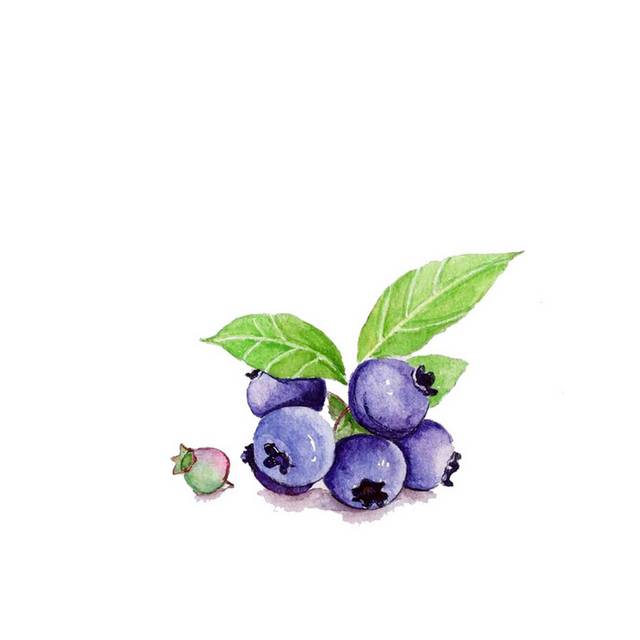 蓝莓插画素材