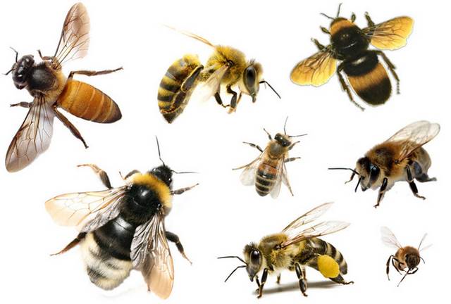 蜜蜂合集