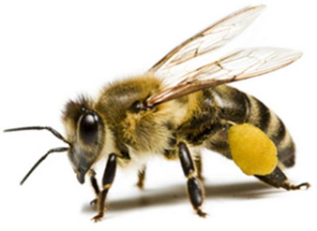 昆虫蜜蜂素材