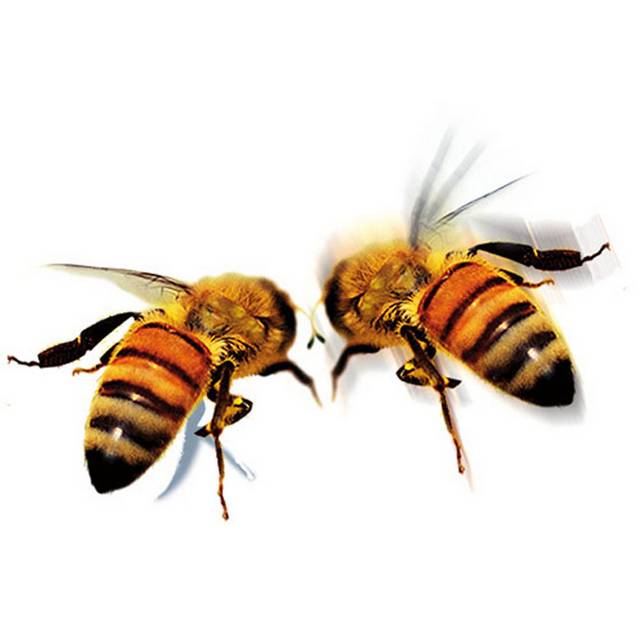 两只蜜蜂素材
