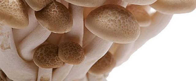 菌类蘑菇设计素材