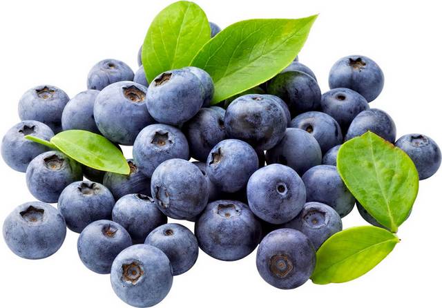 设计元素新鲜的蓝莓
