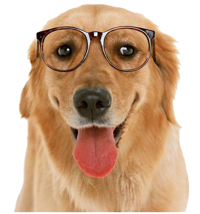 创意戴眼镜小狗