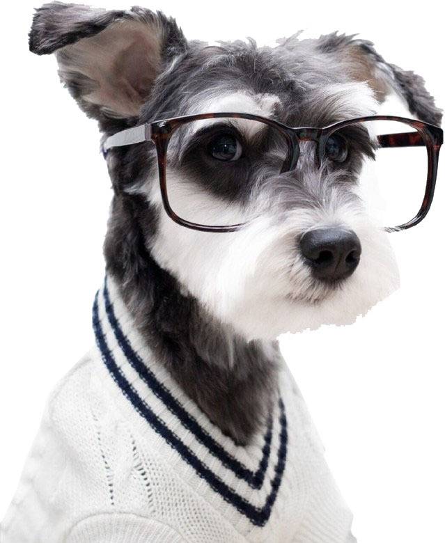 小狗眼镜素材