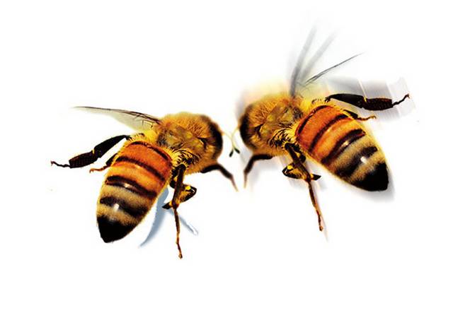 两只蜜蜂