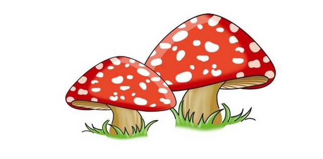 两棵手绘蘑菇