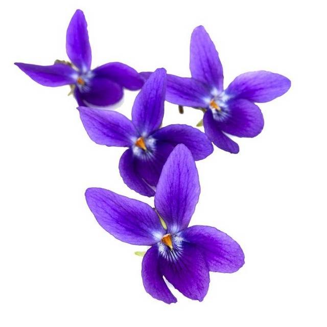 紫罗兰花朵设计素材