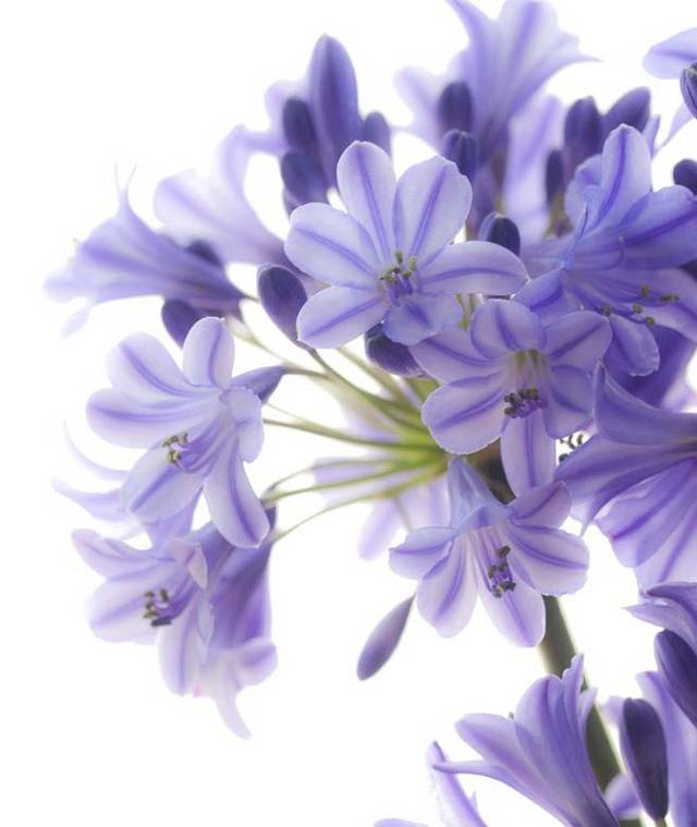 紫罗兰花设计素材