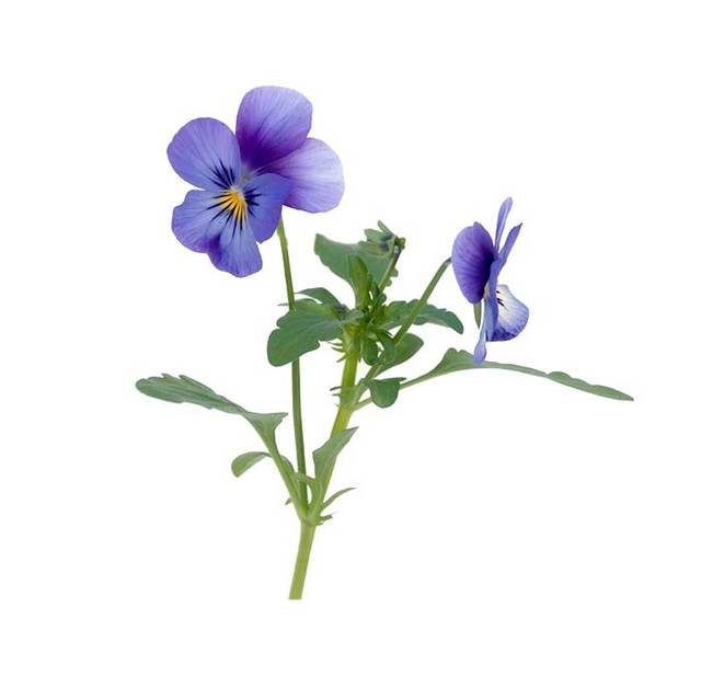 紫罗兰植物