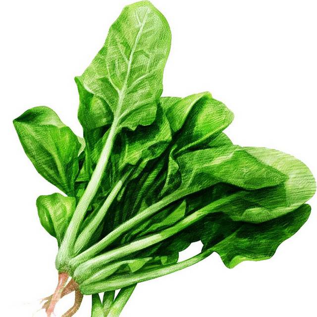 农家菠菜