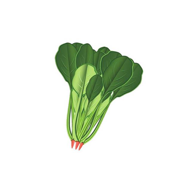 菠菜插画素材