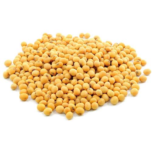 一堆黄豆素材
