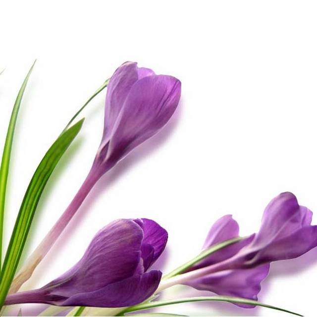 美丽的紫罗兰花