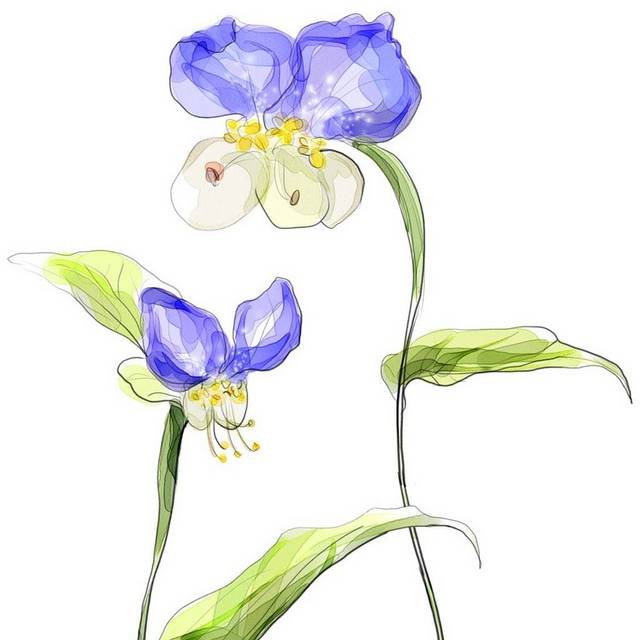 手绘两朵紫罗兰花