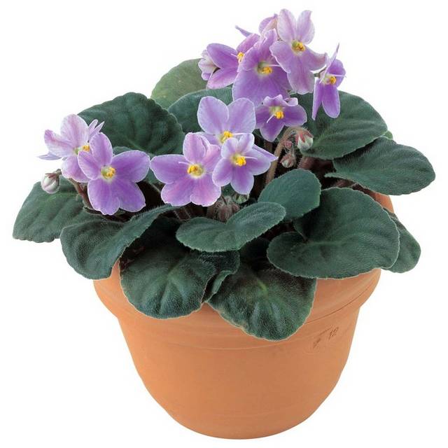 花盆里的紫罗兰