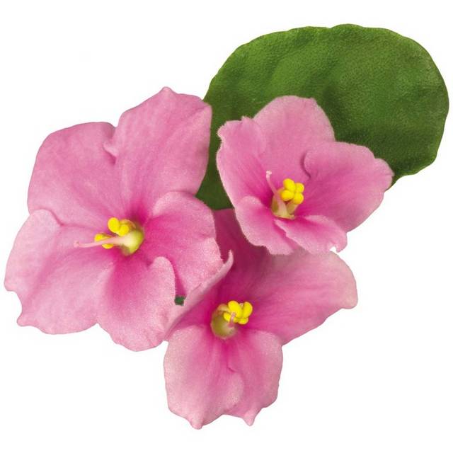 粉色紫罗兰花朵