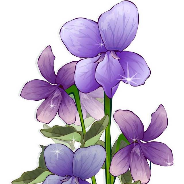 手绘美丽的紫罗兰