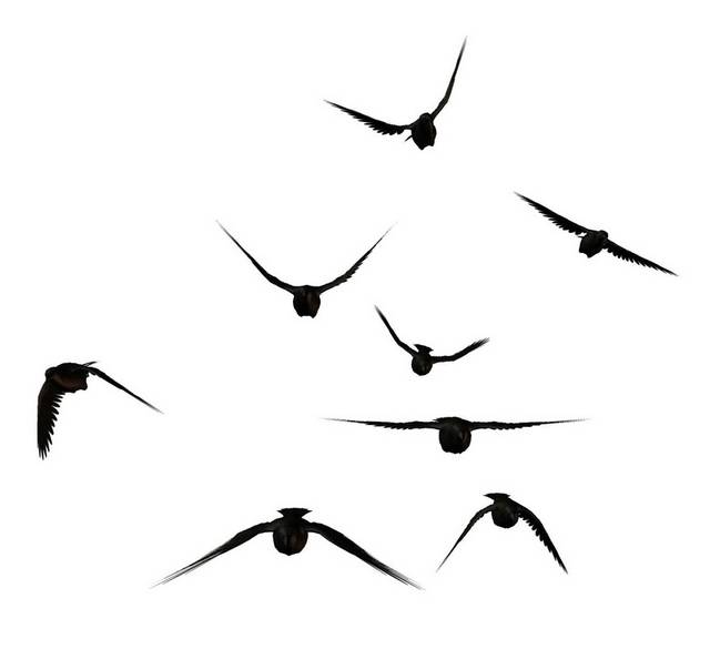 一群飞翔的乌鸦
