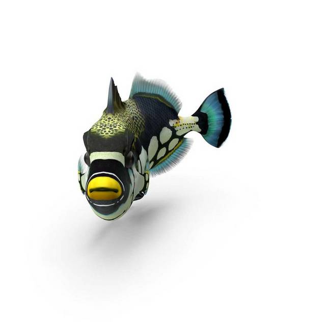 海底生物小丑鱼