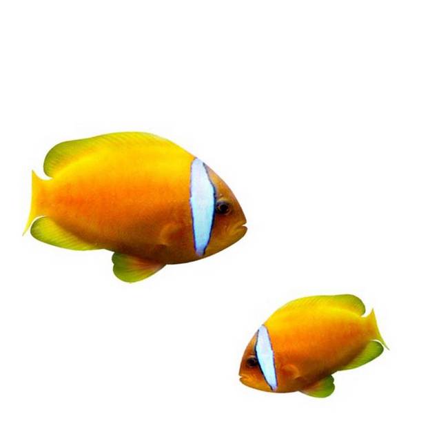 两条小丑鱼