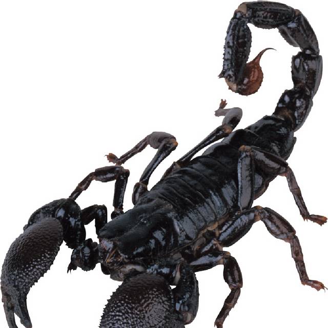黑色毒蝎子