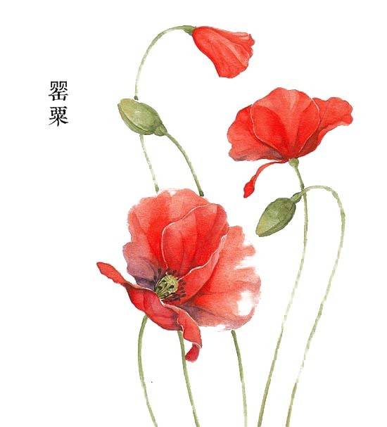 手绘素材三朵罂粟花