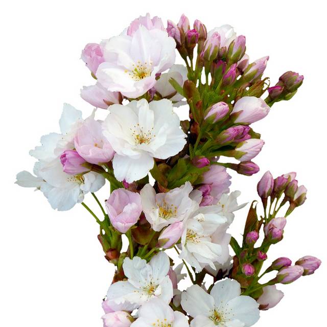 樱花花束素材