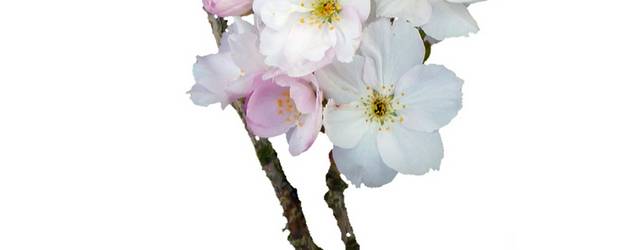 樱花花束素材