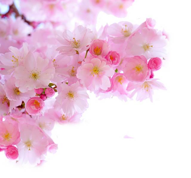 高清樱花素材