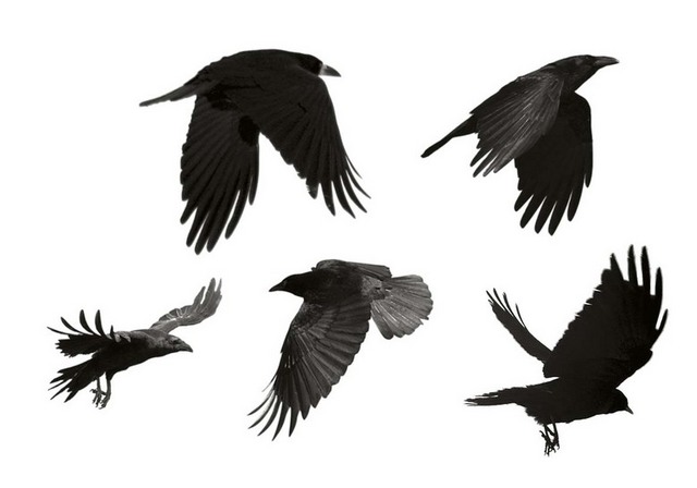 飞行的五只乌鸦