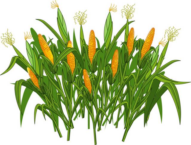 玉米植物插画