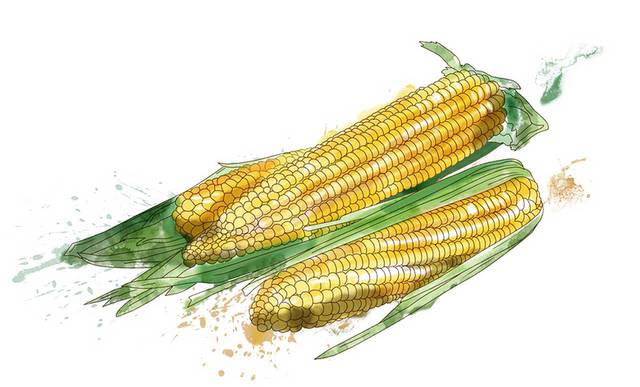 玉米手绘设计素材
