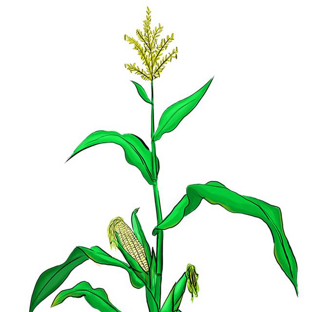 玉米植物素材