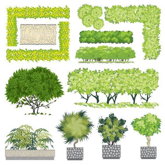 绿色景观植物