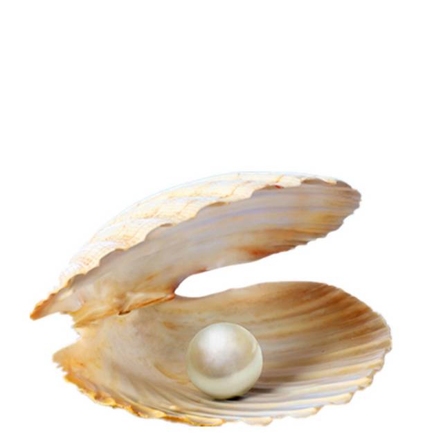 蚌壳里的珍珠