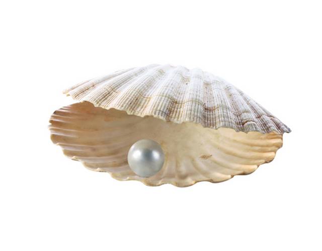 白色贝壳里的珍珠