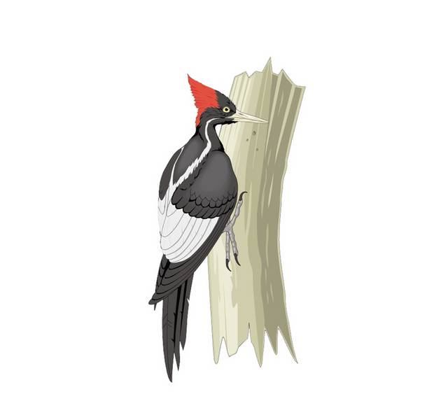 啄木鸟手绘素材
