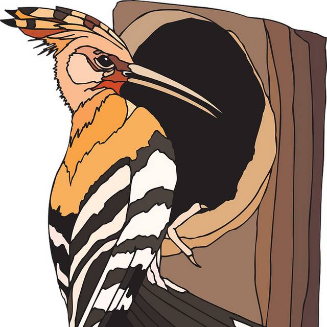 啄木鸟插画设计素材