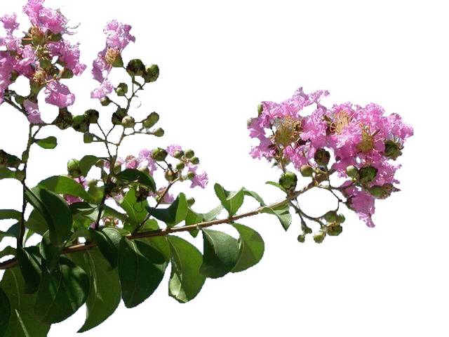 枝头美丽的紫薇花