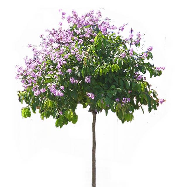 开满花的紫薇树